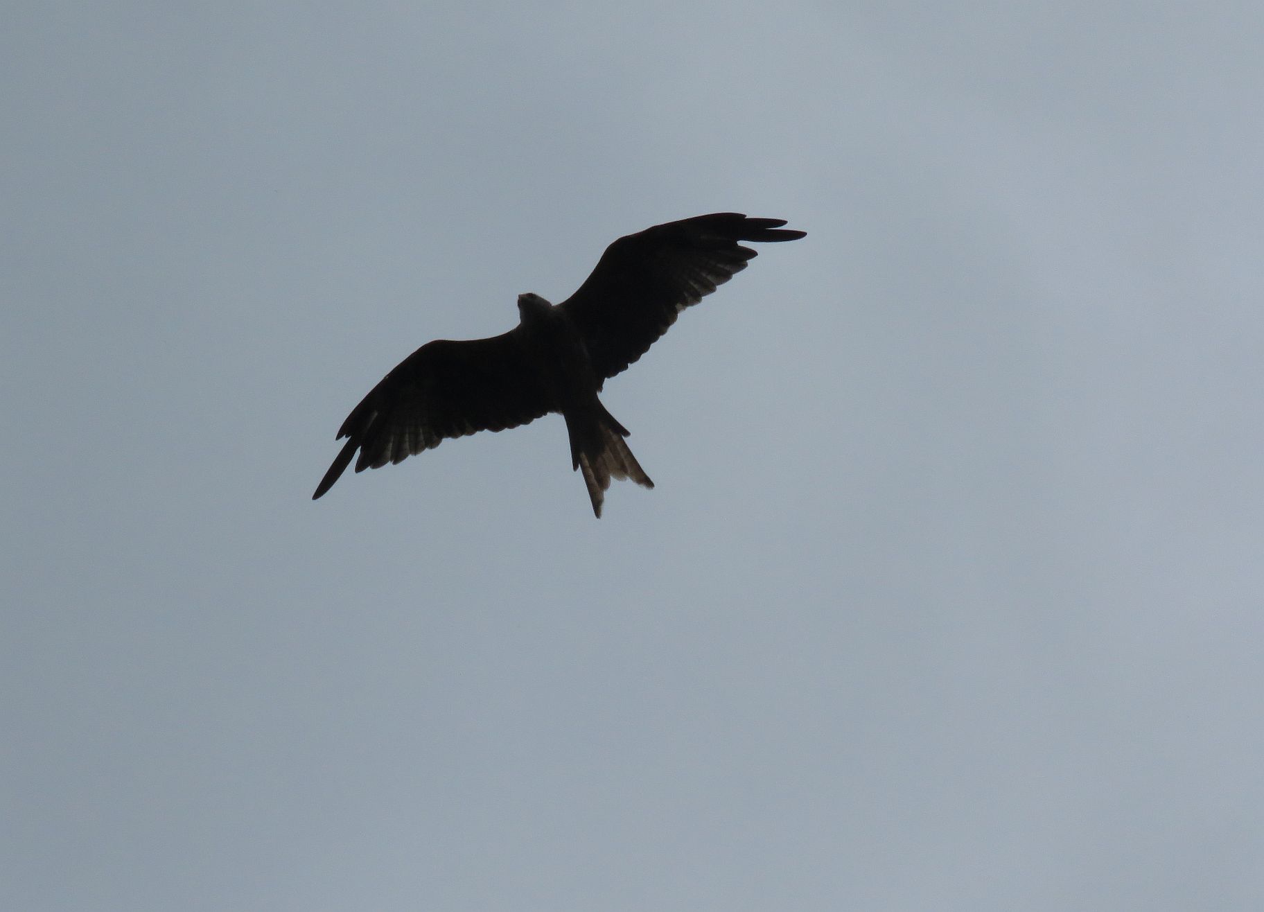 Moulting Red Kite 